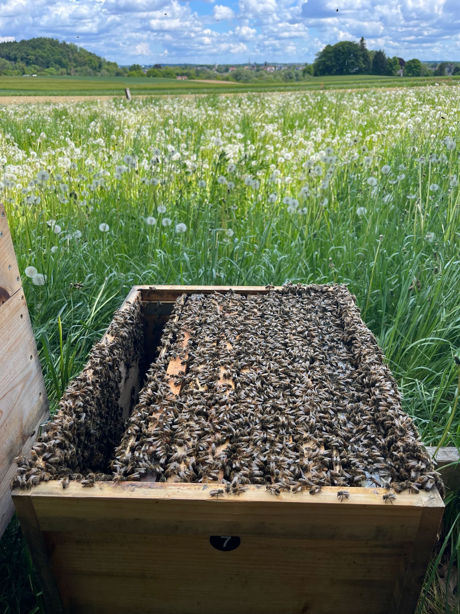 Bienenkasten