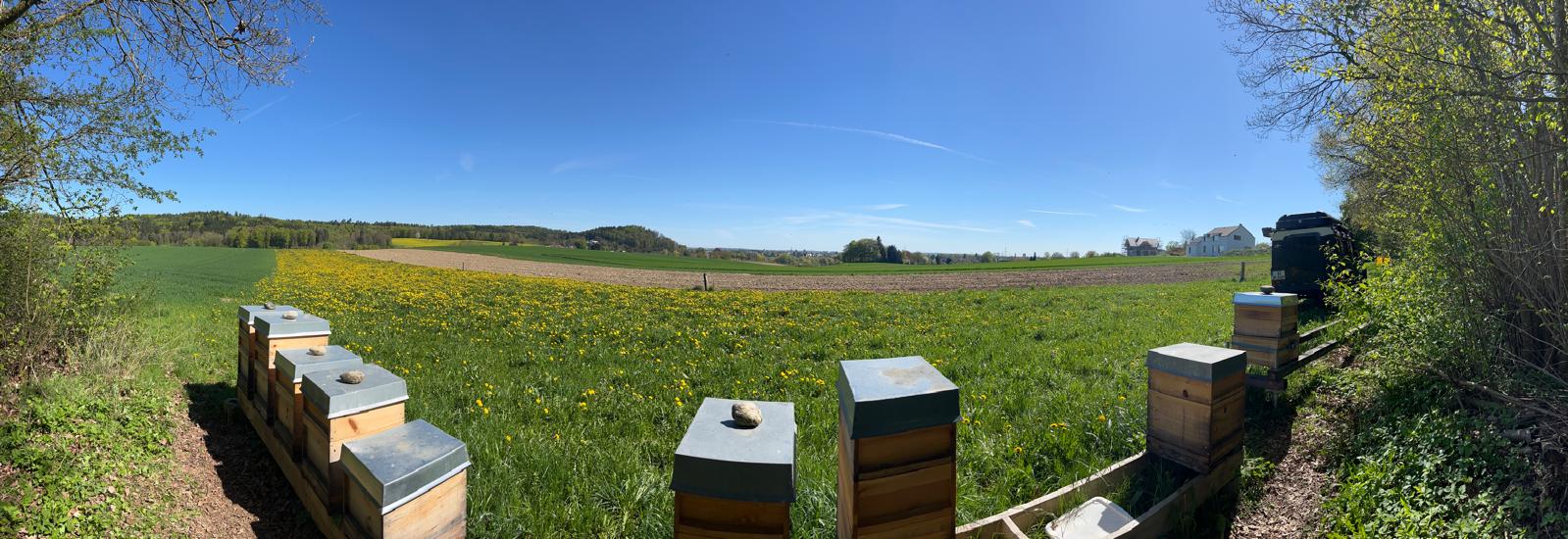 Blumenwiese
